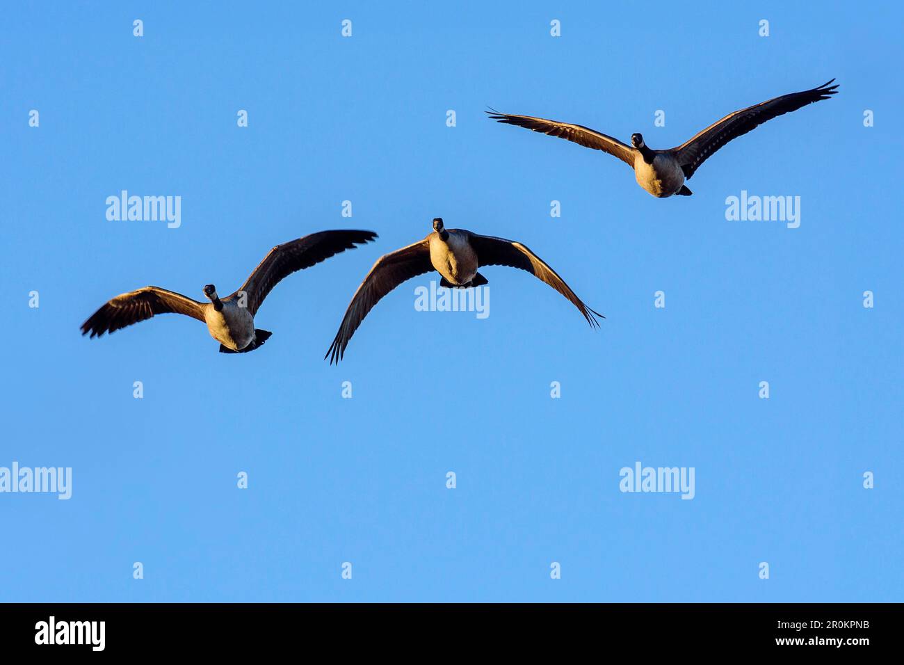 Trois oies des neiges en vol, réserve naturelle nationale Bosque del Apache, Nouveau-Mexique, États-Unis Banque D'Images