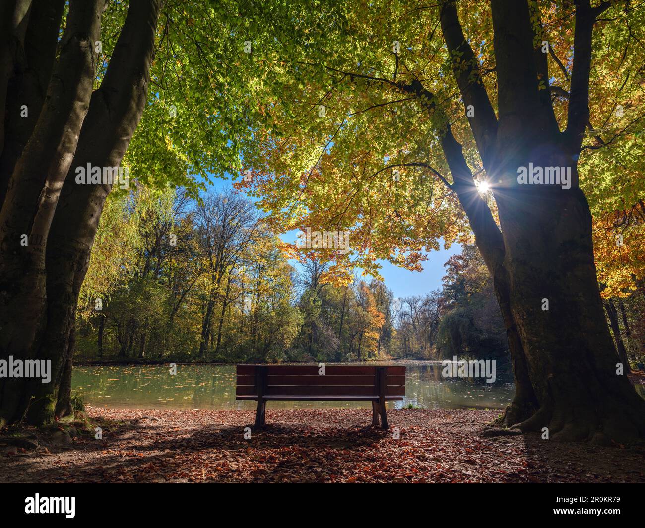 Un banc dans un petit lac dans le jardin anglais, encadré par de larges feuilles automnales, Munich, haute-Bavière, Allemagne Banque D'Images