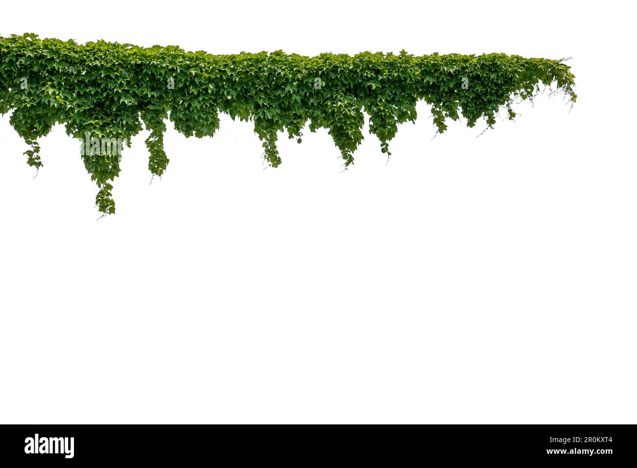 Découpe avec feuillage vert luxuriant, super-réducteur de Virginie, vigne sauvage de Bush d'escalade comme cadre supérieur, isolée sur blanc avec chemin de coupure Banque D'Images