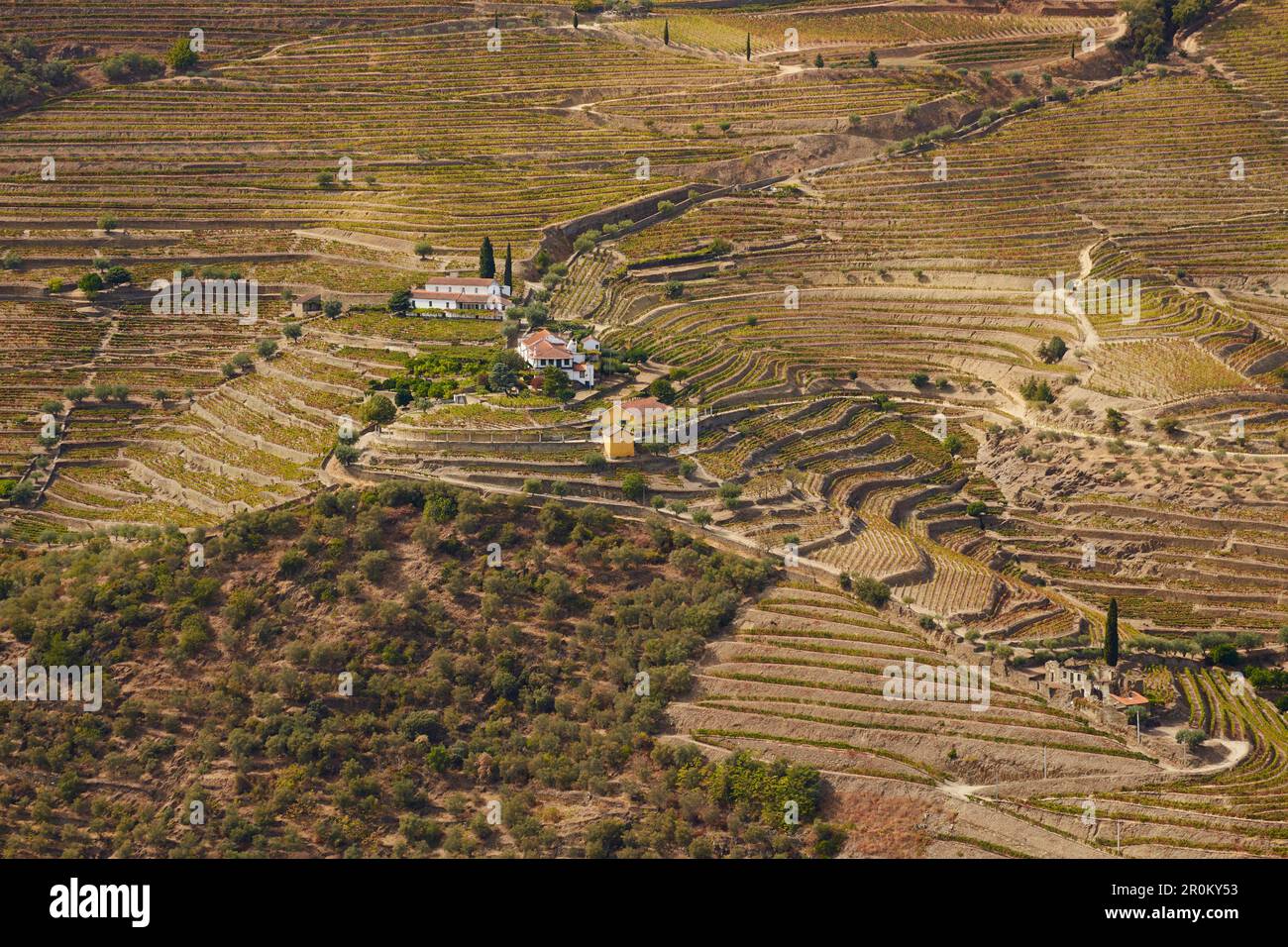 Vignobles sur le fleuve Douro près de Pinhao, District Vila Real, Douro, Portugal, Europe Banque D'Images