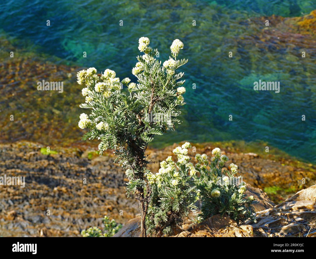 Plante de la barbe de Jupiter au bord de la mer ( Anthyllis barba-jovis) Banque D'Images