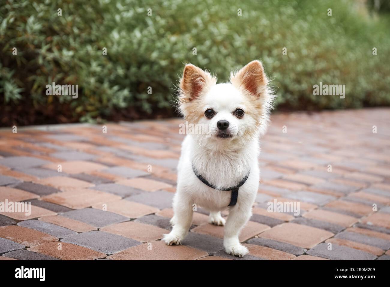 Mignon Chihuahua avec laisse sur la passerelle à l'extérieur. Chien marchant Banque D'Images