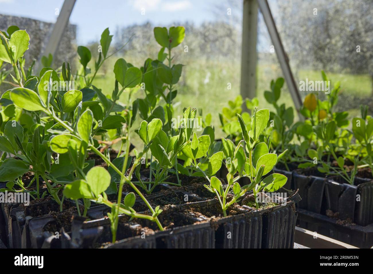 Les semis de pois sucrés de la serre des landes non chauffées sont prêts à être plantés. Banque D'Images