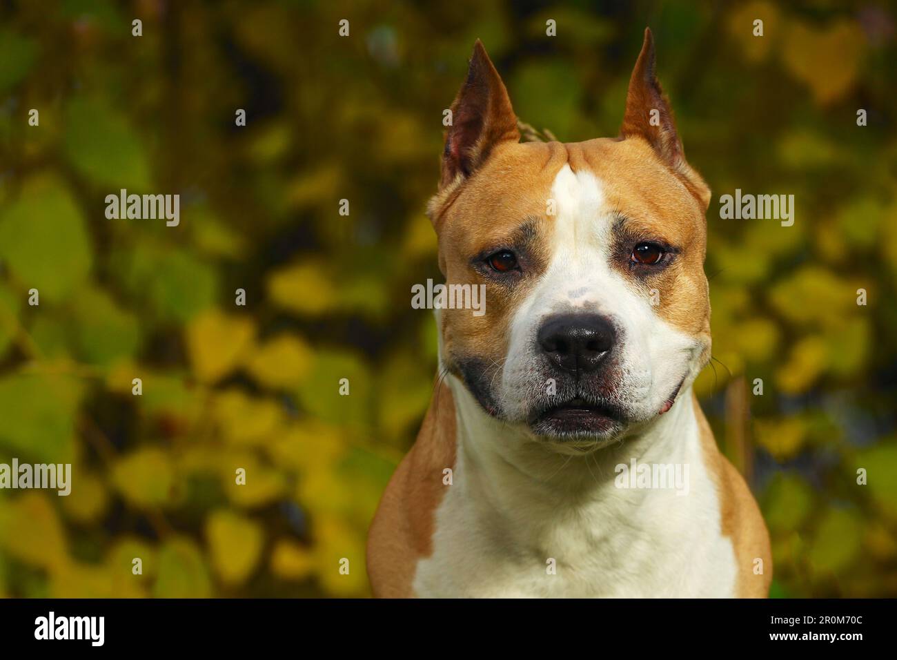 staffordshire terrier couleur marron gros plan dans la nature Banque D'Images