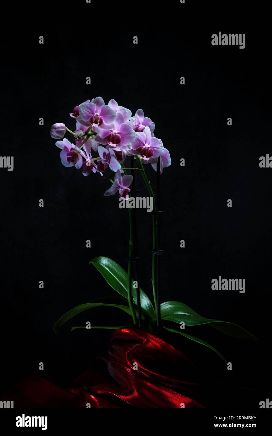 Orchidée rose. Banque D'Images