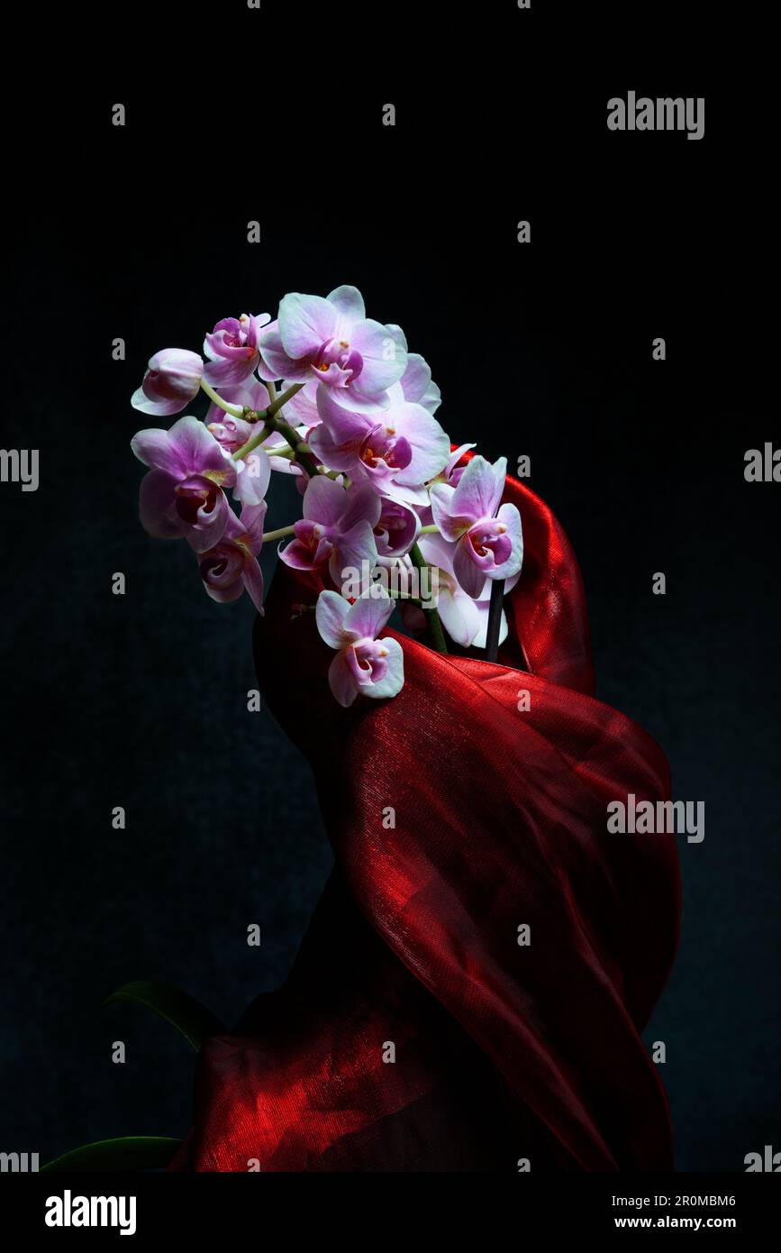 Orchidée rose enveloppée de soie rouge. Banque D'Images