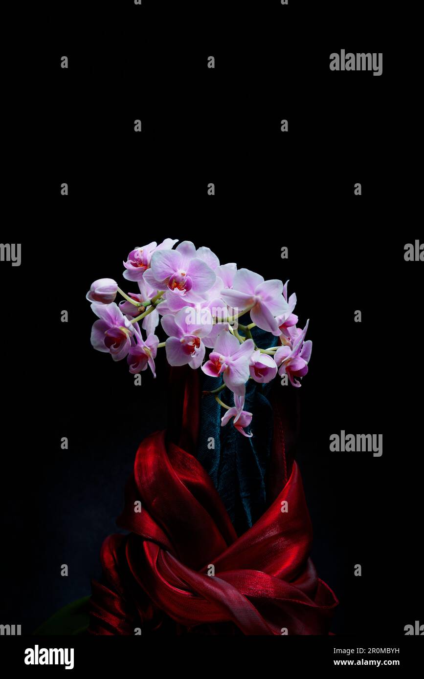 Orchidée rose enveloppée de soie rouge. Banque D'Images