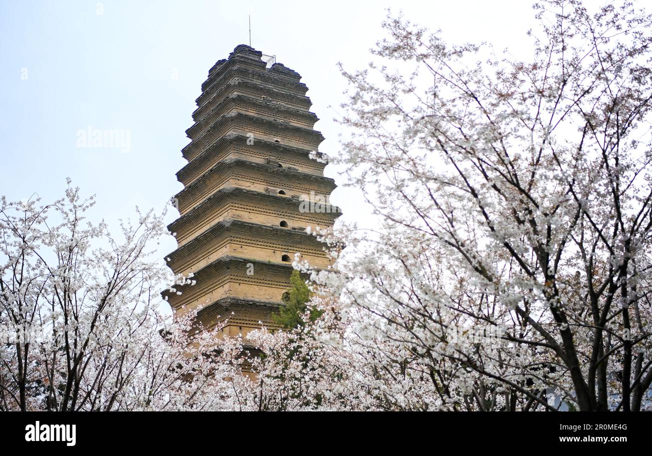 (230509) -- XI'AN, 9 mai 2023 (Xinhua) -- cette photo prise sur 15 mars 2023 montre la petite pagode de l'OIE sauvage au milieu de fleurs en fleurs à Xi'an, dans la province de Shaanxi, dans le nord-ouest de la Chine. Xi'an, une ville de plus de 3 100 ans d'histoire, a servi de capitale pour 13 dynasties dans l'histoire chinoise. Il abrite également les guerriers en terre cuite de renommée mondiale créés dans la dynastie Qin (221-207 av. J.-C.). Située au temple de Jianfu, la petite Pagode de l'OIE sauvage a été construite dans la période de Jinglong (701-710) pendant le règne de l'empereur Zhongzong de la dynastie Tang (618-907) pour stocker les sutras bouddhistes apportés par Mo Banque D'Images