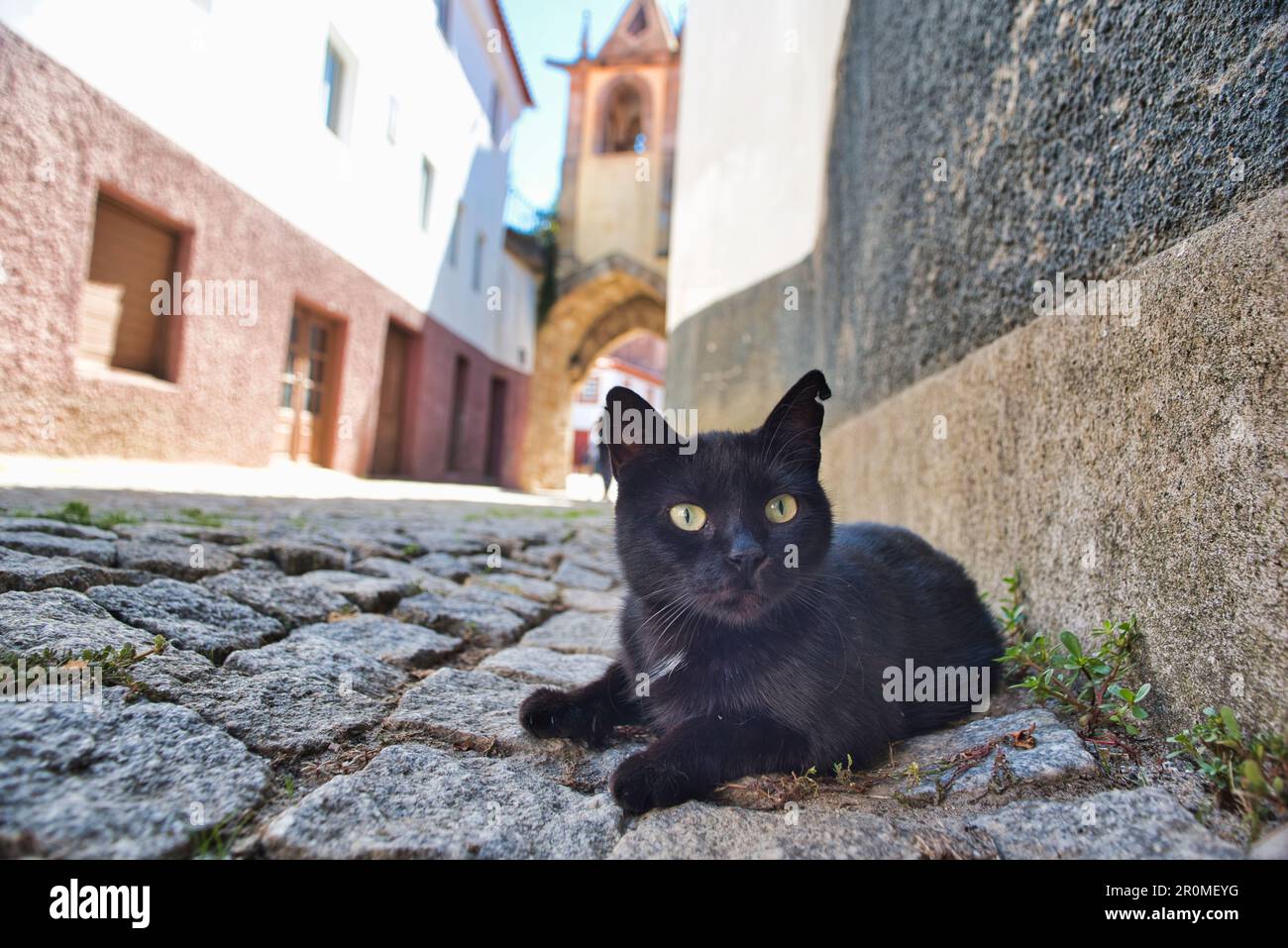 Chat noir sur les pavés en face de Belfry, Torre do Relógio à la Praça da República, Sao Joao de Pesqueira, Portugal, Banque D'Images