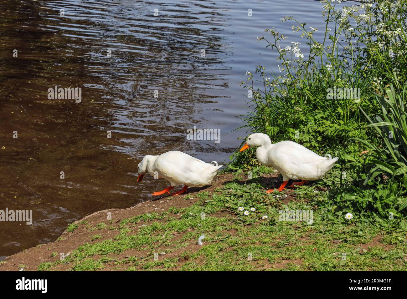 Elvis le Canard Blanc