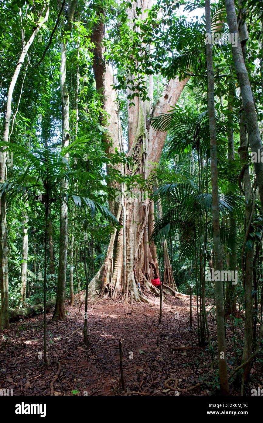 Vieux arbre, très vieux gros arbre au milieu de la forêt tropicale sur Koh Kood, Koh Kood, Koh Kut, Tlat, Thaïlande Banque D'Images