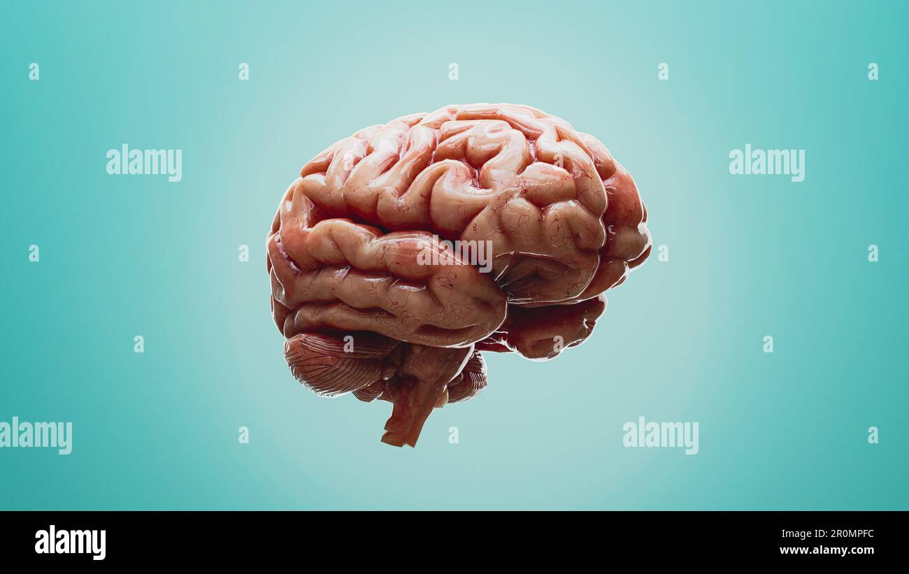 Un objet semblable au cerveau est suspendu en plein air sur fond bleu vif, donnant l'impression de voler Banque D'Images