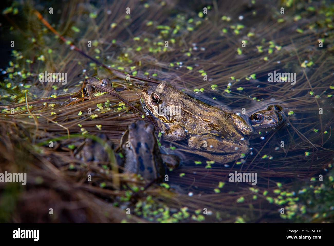 Un groupe de grenouilles communes dans un étang dans le nord de l'Angleterre. Banque D'Images