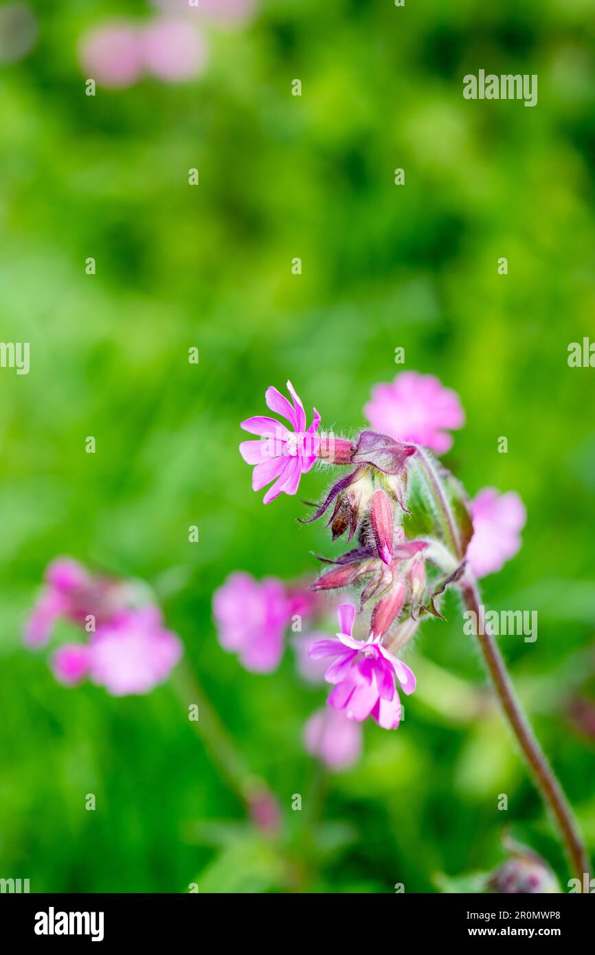 Rouge campion, silène dioica fleurs roses au printemps. Dorset, Angleterre, Royaume-Uni Banque D'Images