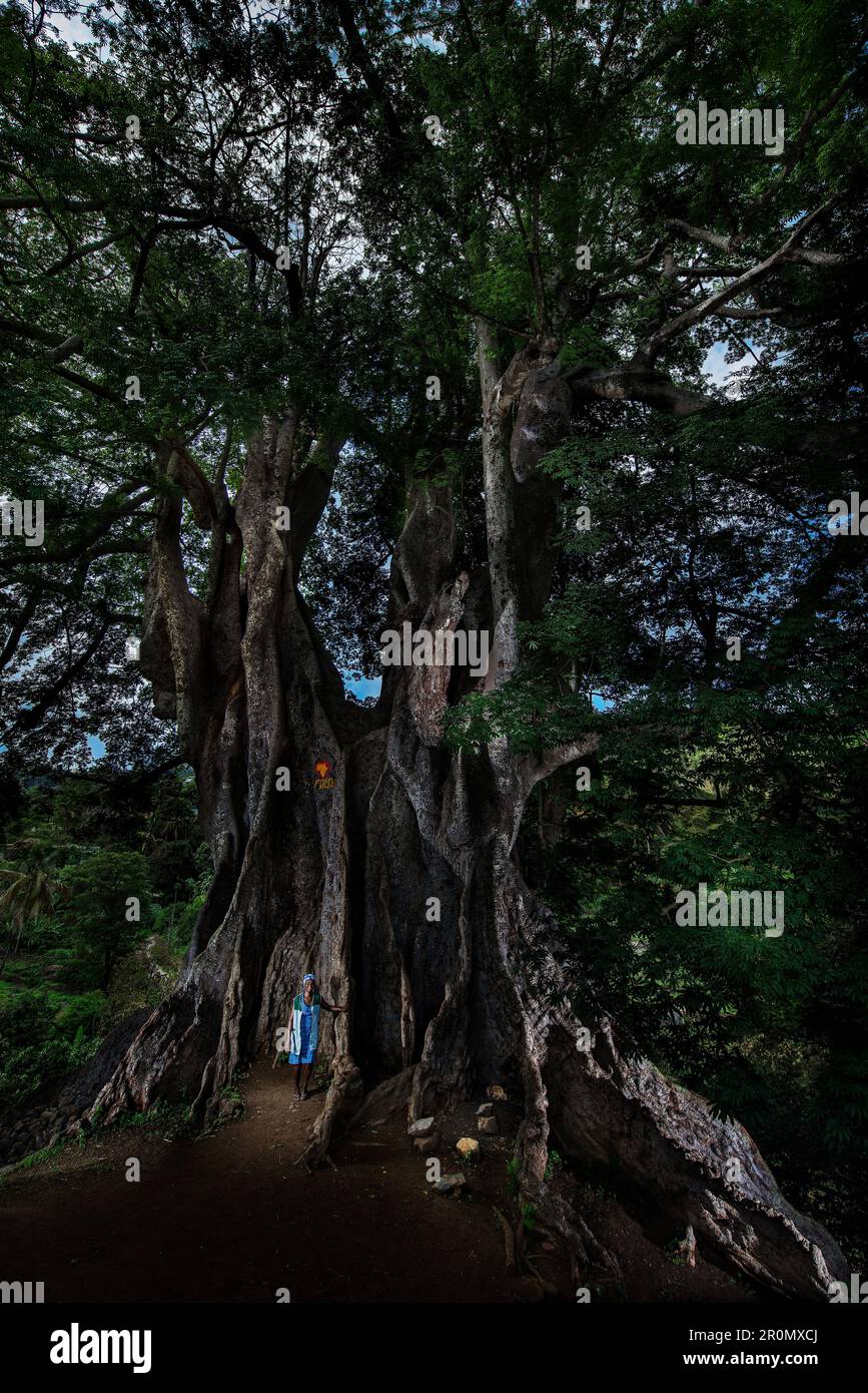 Cap-Vert, île de Santiago, plus grand arbre de Kapok, vilage Assomada Banque D'Images