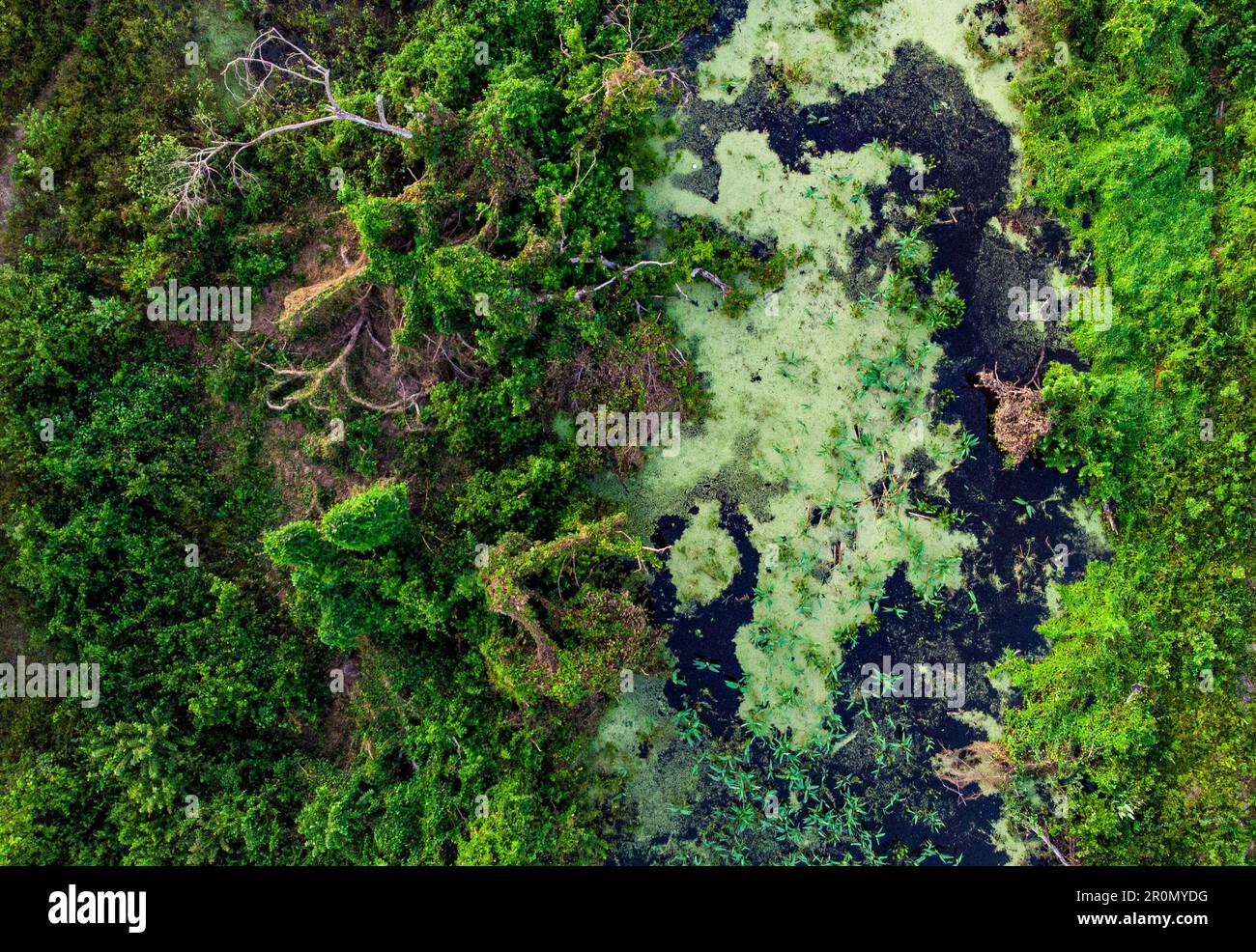 Une vue aérienne vibrante du Pantanal brésilien, avec une jungle verte luxuriante et des plantes marécageuses qui poussent parmi les arbres et l'eau. Banque D'Images