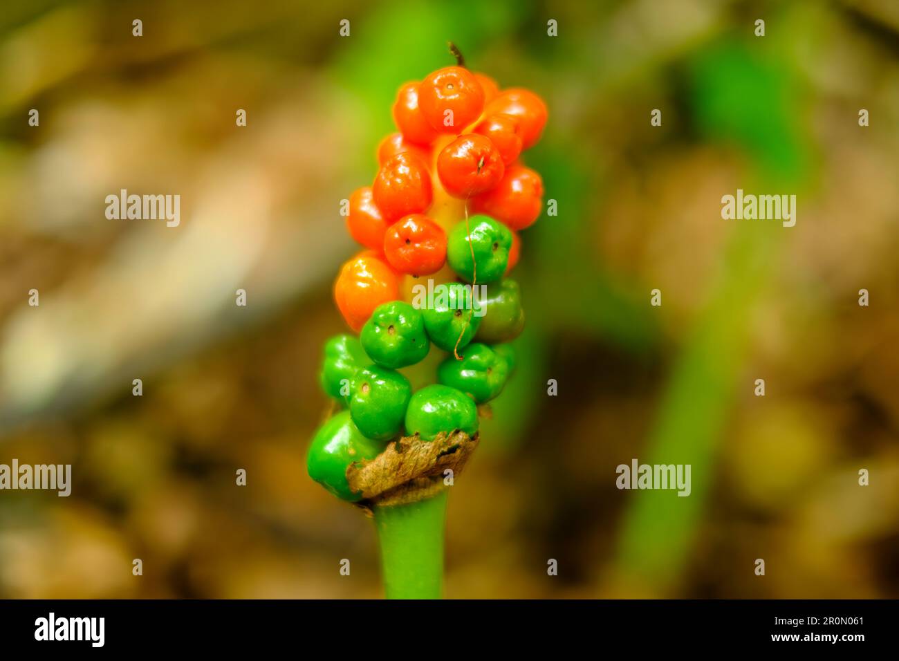 Tiges de fructification de l'arum dans une zone boisée, Swabian Alb, Allemagne. Banque D'Images