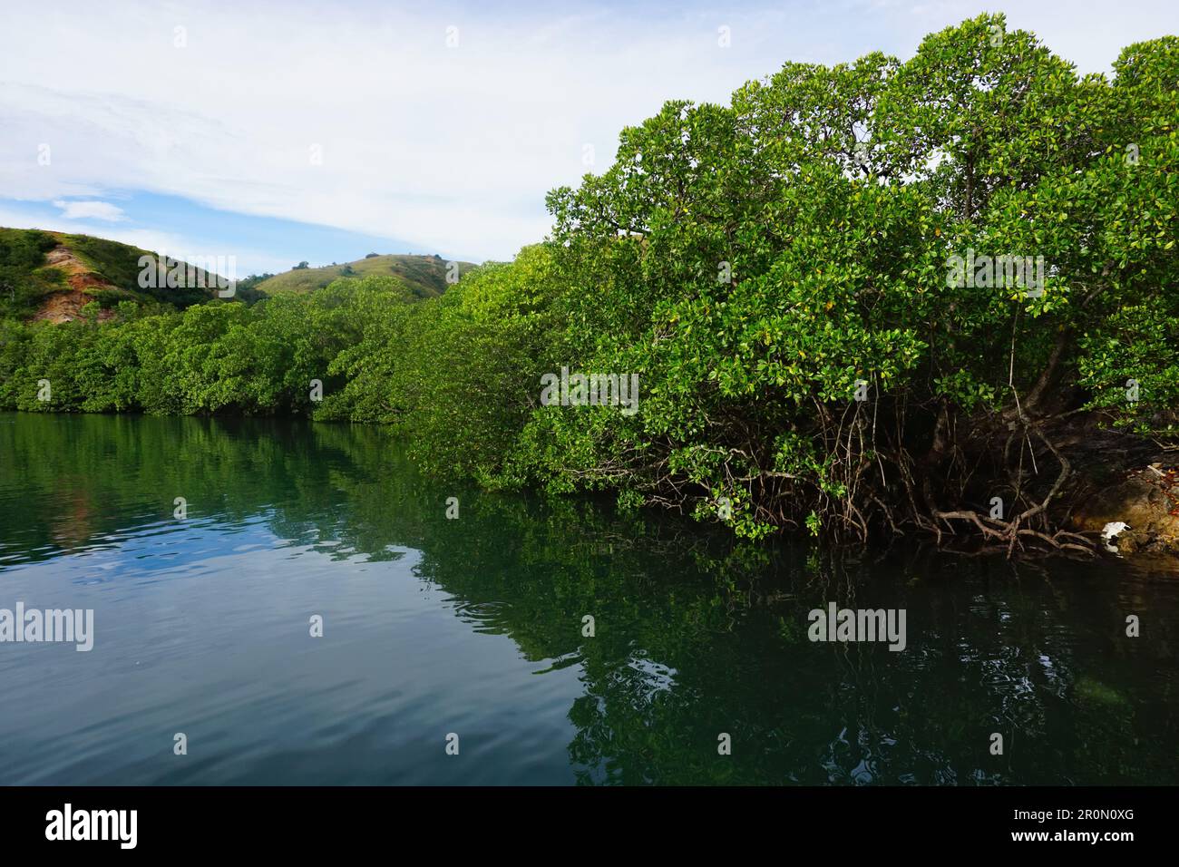 Un groupe de mangroves le long de la baie de l'île Komodo en Indonésie Banque D'Images