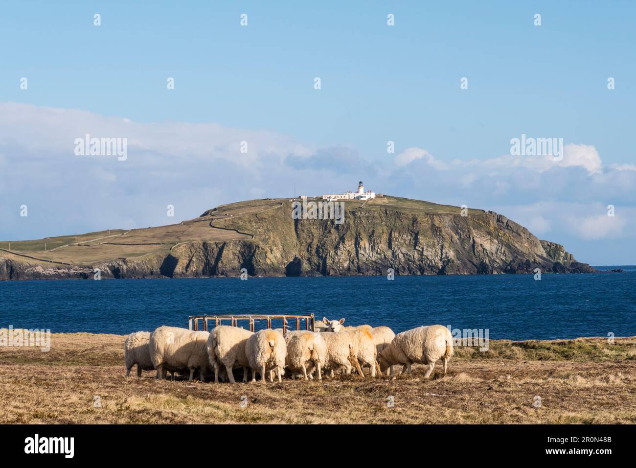 Des moutons se nourrissant à Scatness sur le continent Shetland, avec Sumburgh Head en arrière-plan. Banque D'Images