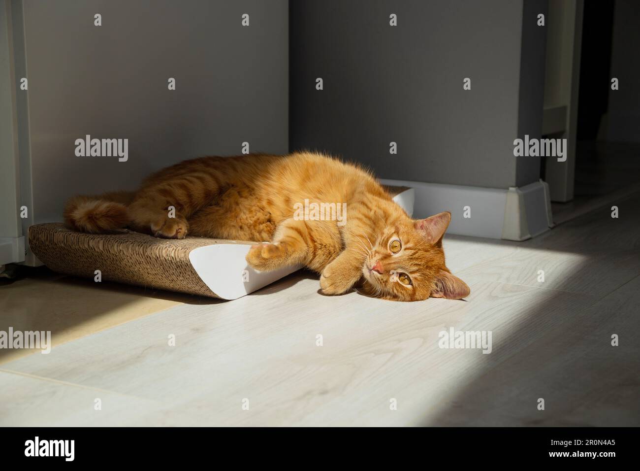 Un chat rouge reposant sur un tapis de scratcher à la maison. Banque D'Images