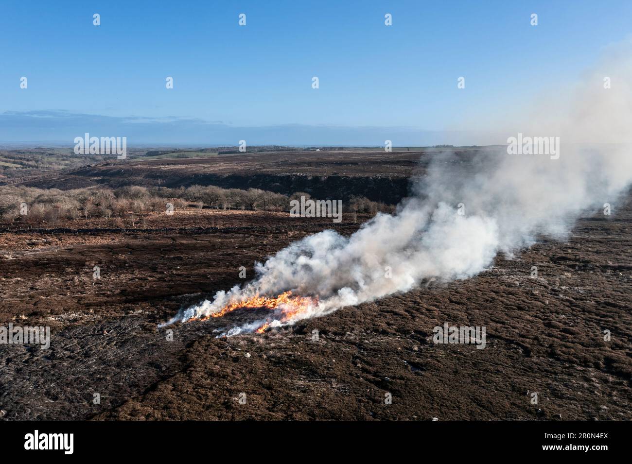 Burning Bracken sur les landes du Yorkshire du Nord. Banque D'Images