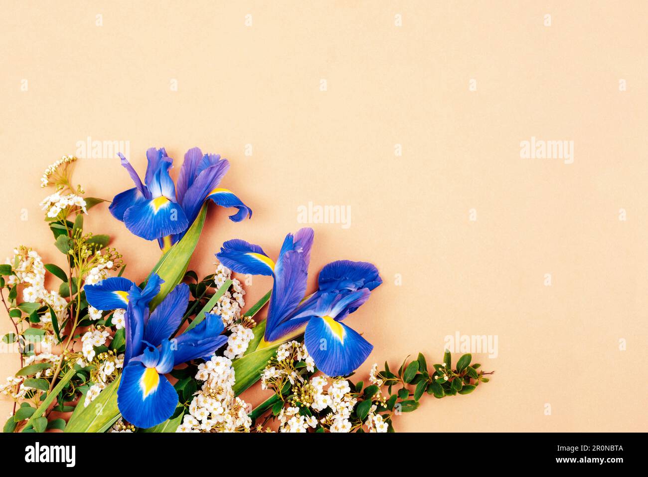 Bouquet de fleurs d'iris bleu sur fond beige. Concept de vacances. Vue de dessus, plan d'agencement, espace de copie. Banque D'Images
