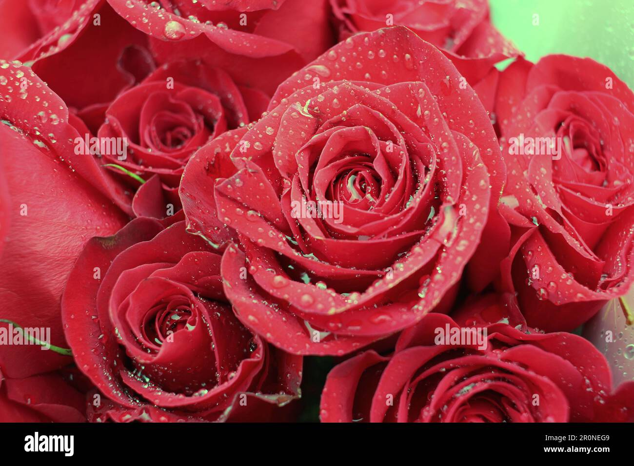 Un gros plan d'une belle rose rouge flouer avec des gouttes d'eau. Banque D'Images
