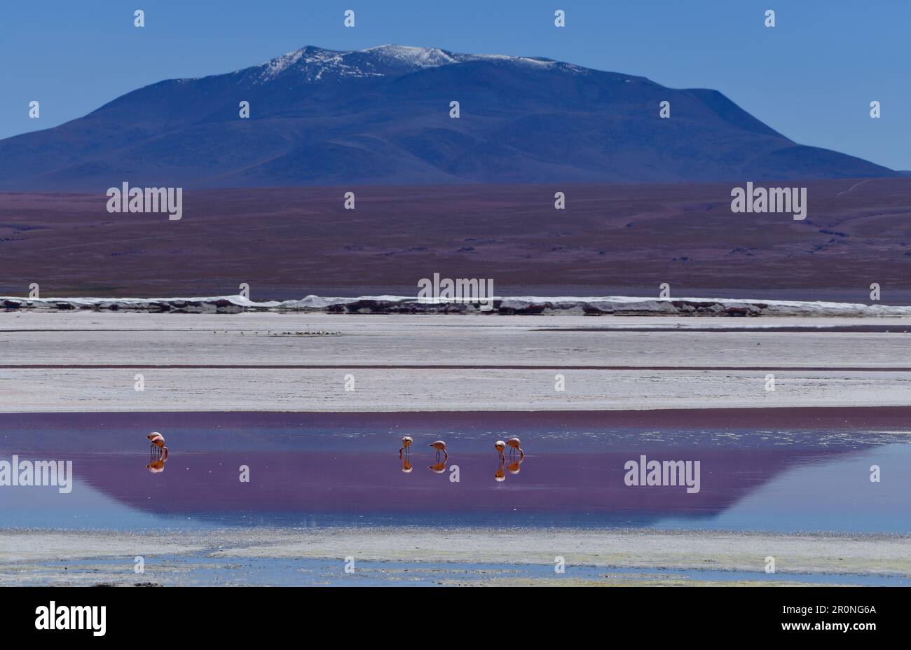 James Flamingos se nourrissant de la Laguna Colorada, Réserve nationale de faune andine Eduardo Avaroa, Bolivie Banque D'Images