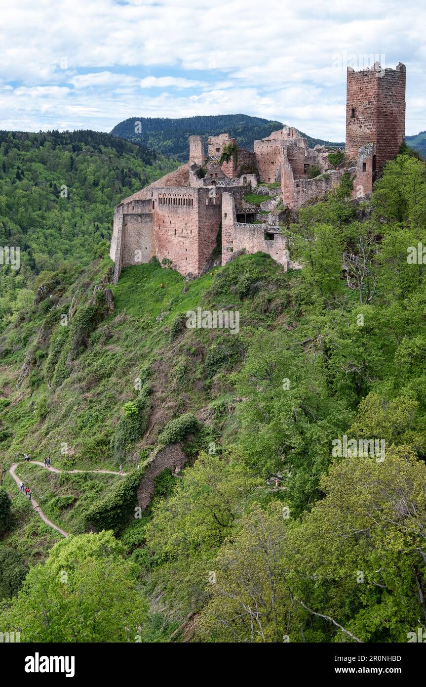 Vue sur le château en ruines de St. Ulrich près de Ribeauville, Haut-Rhin, Grand est, Alsace, France, Europe Banque D'Images