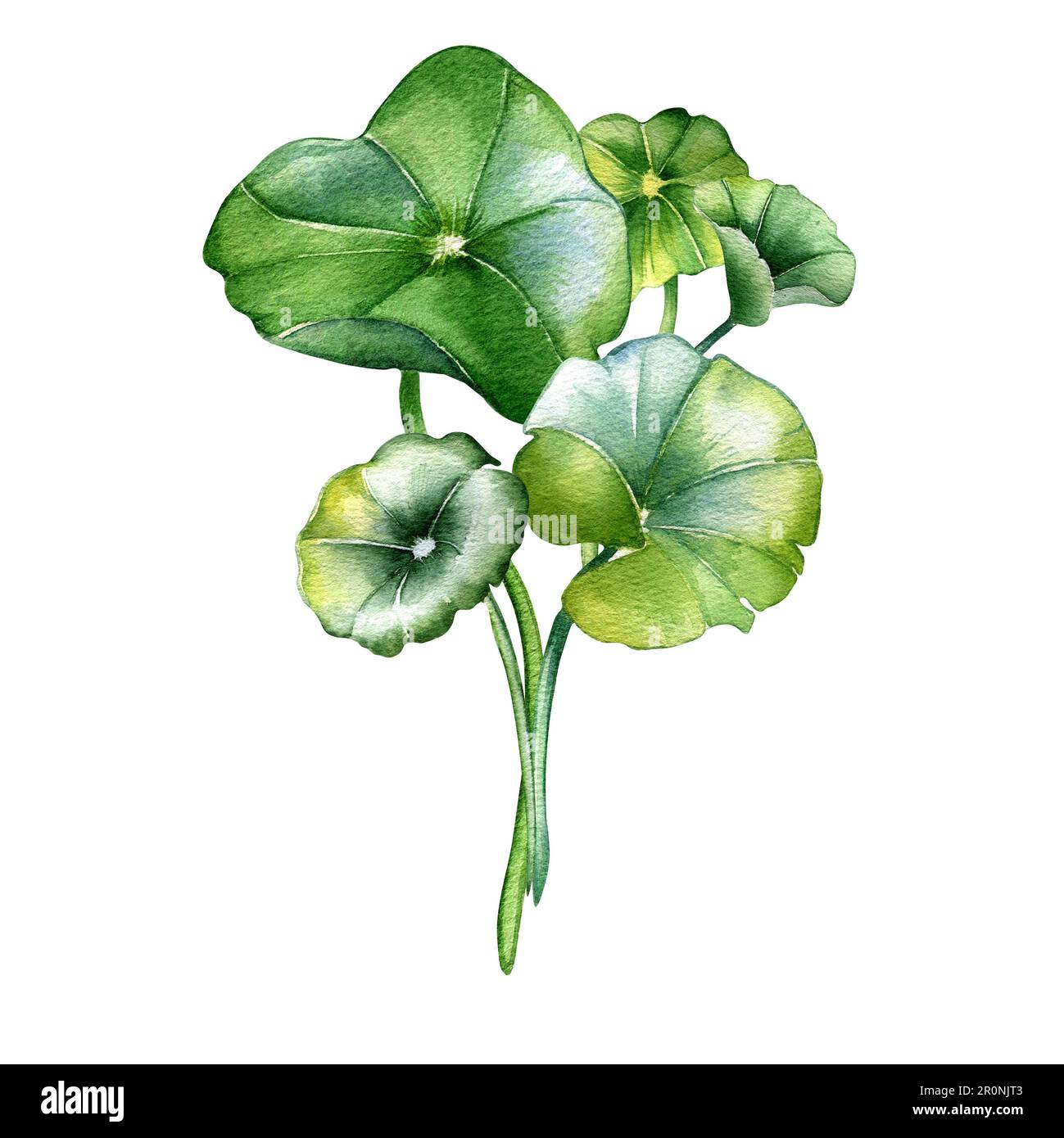 Illustration aquarelle de la composition de Centella asiatica isolée sur blanc. Pennywort, plantes à base de rotoles gotu kola, cola tiré à la main. Elément de conception pour packa Banque D'Images