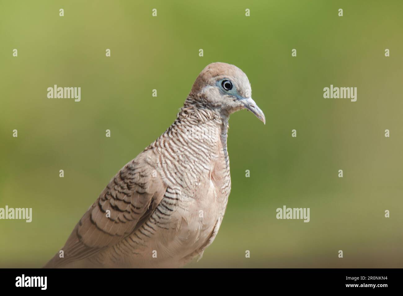 Zebra Dove dans la nature, Zebra Dove appartient au genre Geopelia striata.La fourrure à poil gris se trouve dans toute la Thaïlande. Banque D'Images