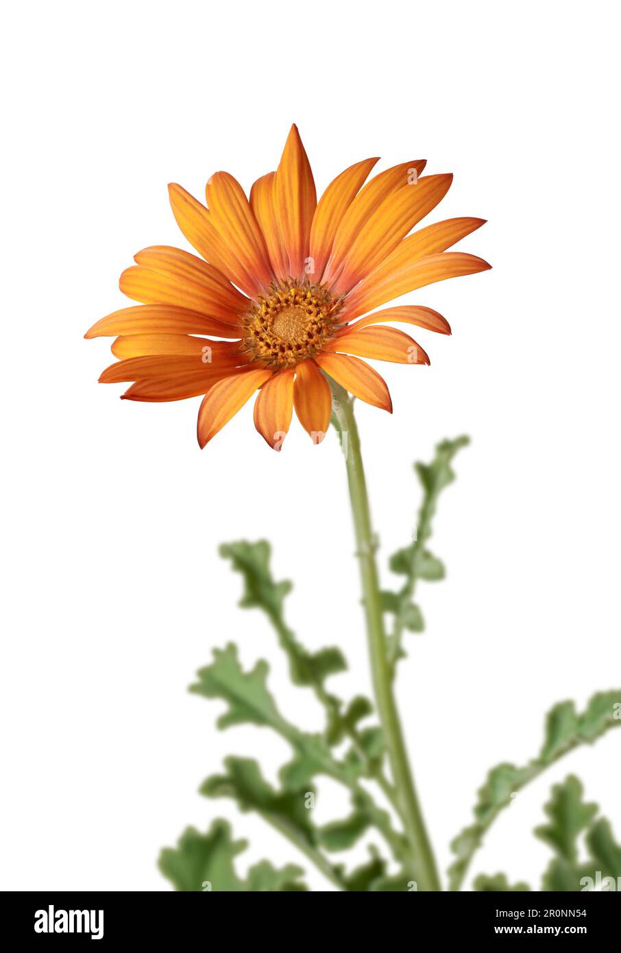 belle fleur de gerbera orange vif, alias gerbera jamesonii, isolée sur fond blanc prise en focus sélectif Banque D'Images