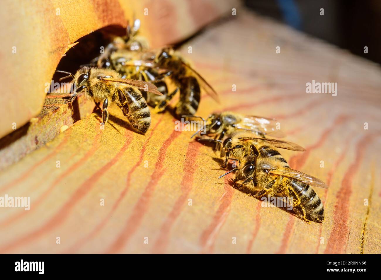 Les abeilles volent dans la ruche, haute-Bavière, Bavière, Allemagne Banque D'Images