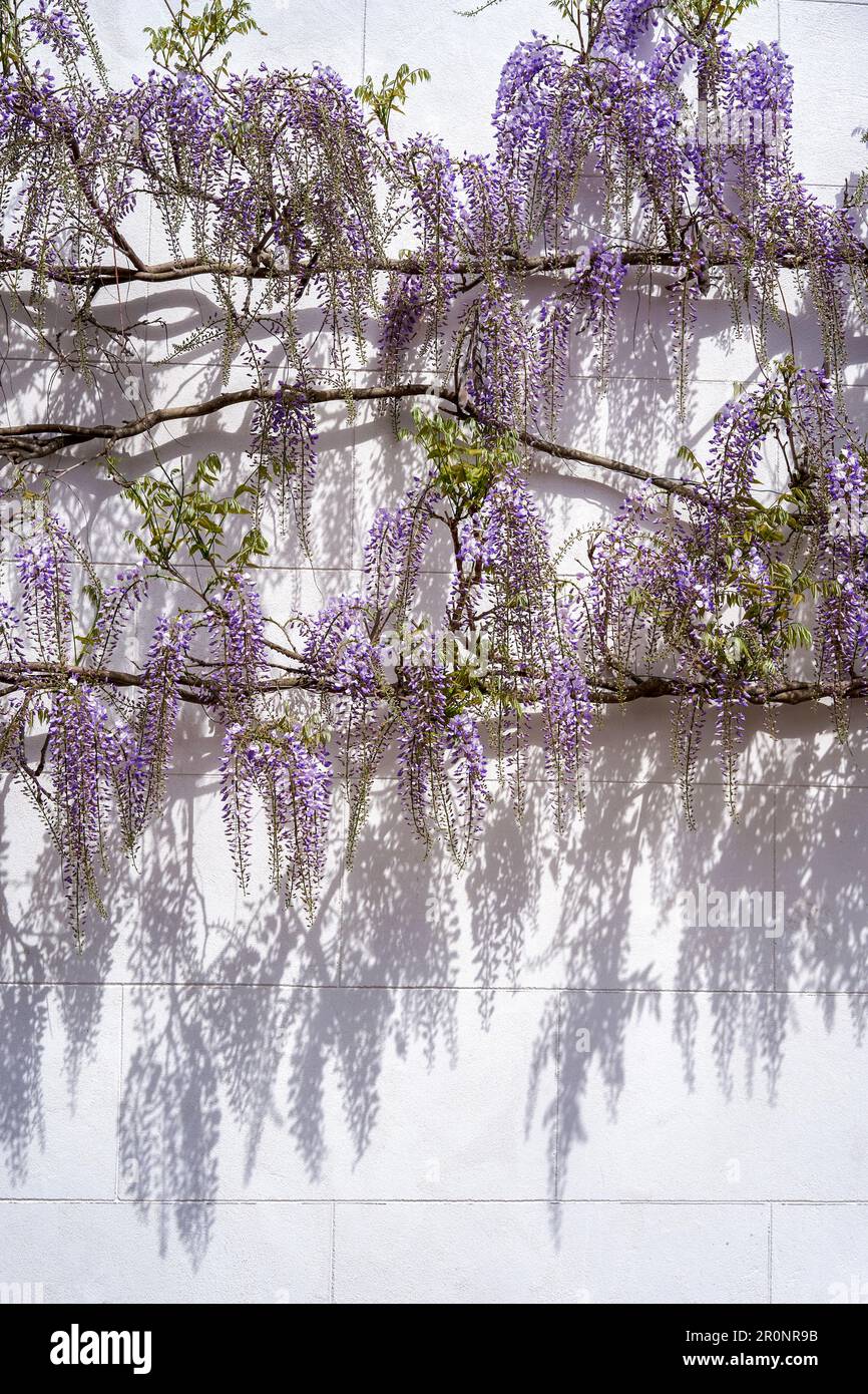 Branches de wisteria et fleurs jetant des ombres sur un mur peint en blanc Banque D'Images