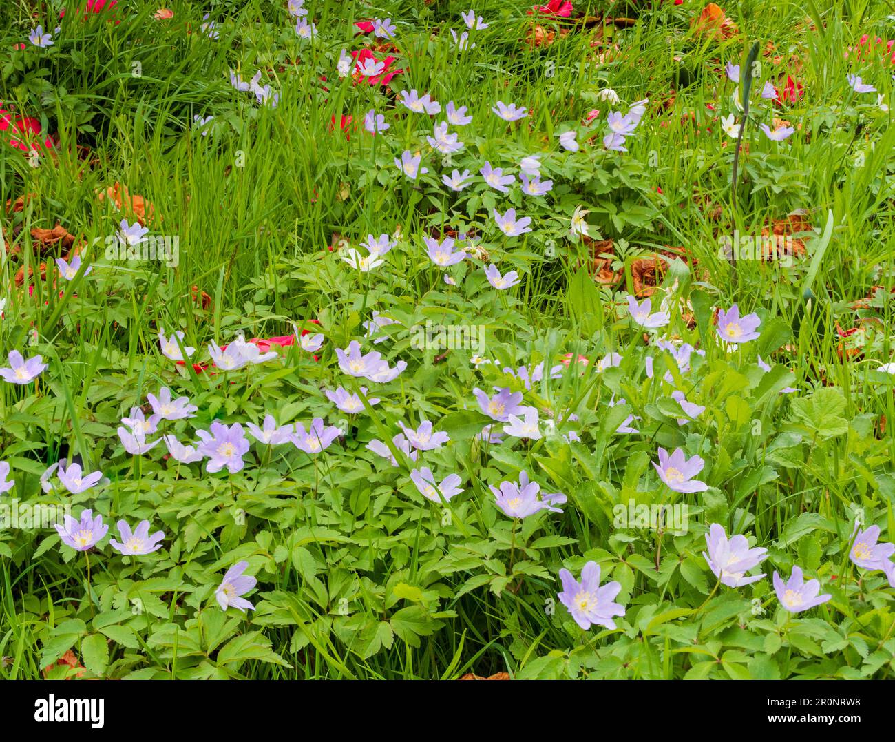 Forme bleu pâle d'anémone de bois, Anemone nemerosa, se propageant dans un pré humide Banque D'Images