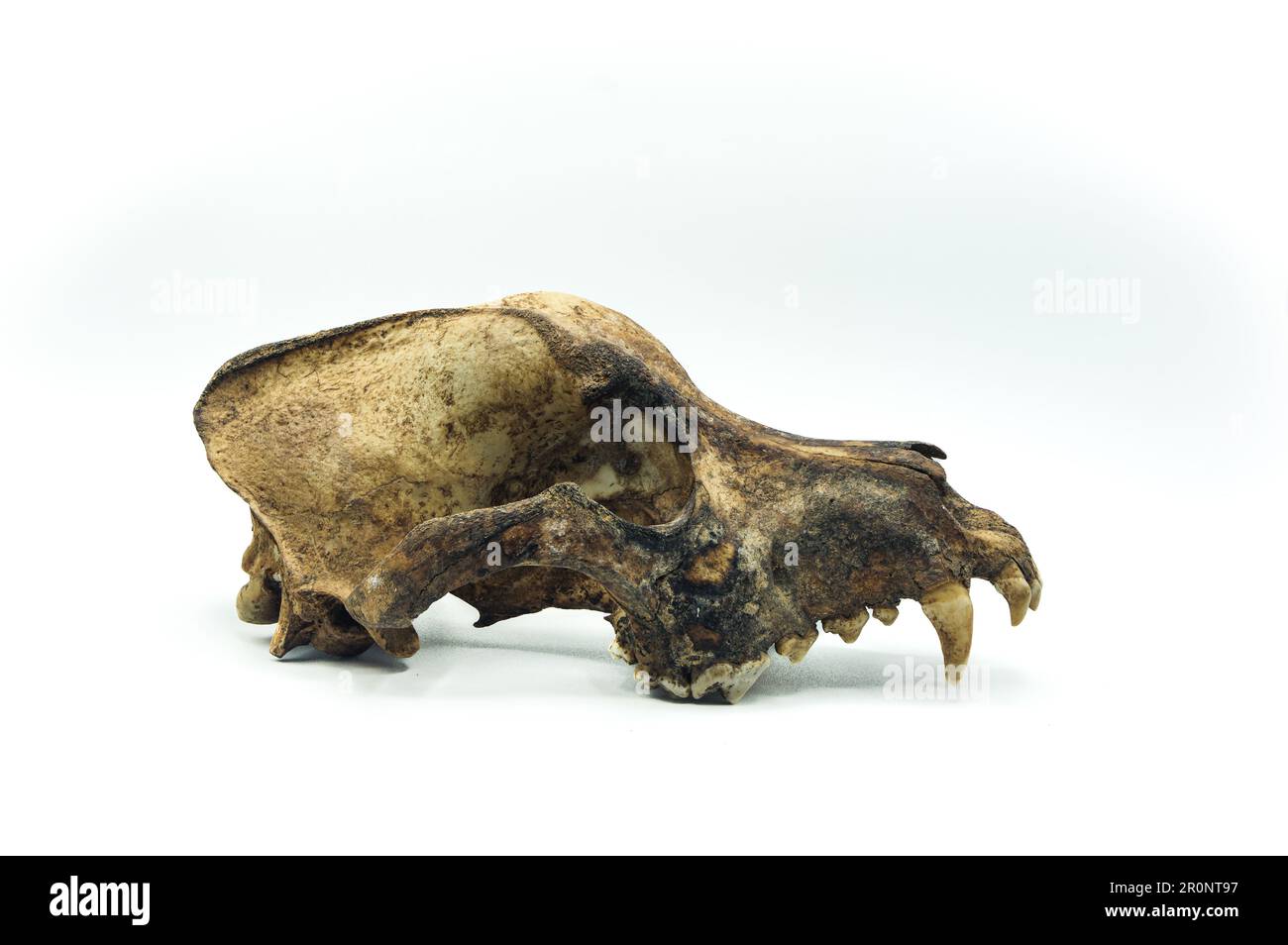 véritable crâne de chien isolé sur fond blanc, reste mort tête d'animal, détail squelette d'os, gros plan anatomique, espace de copie. Banque D'Images