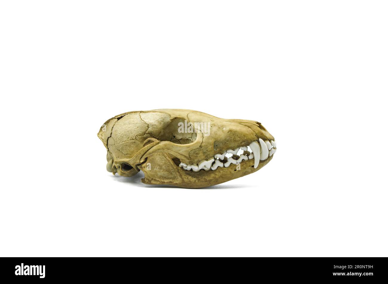 crâne de renard réel, tête d'animal mort, squelette osseux, gros plan anatomique d'animal Banque D'Images