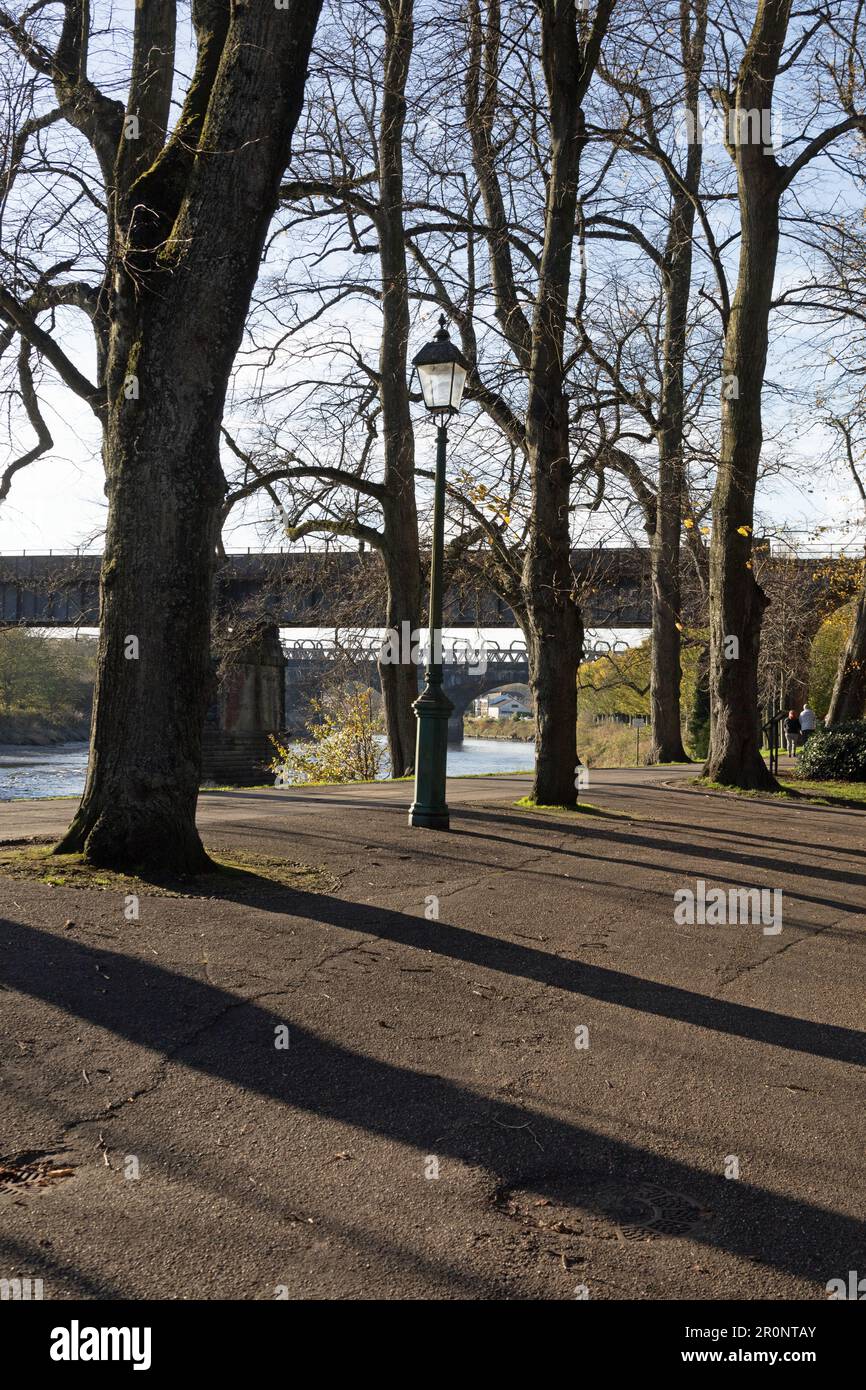 Arbres et viaducs ferroviaires et rivière Ribble à Miller Park Preston Lancashire, Angleterre Banque D'Images