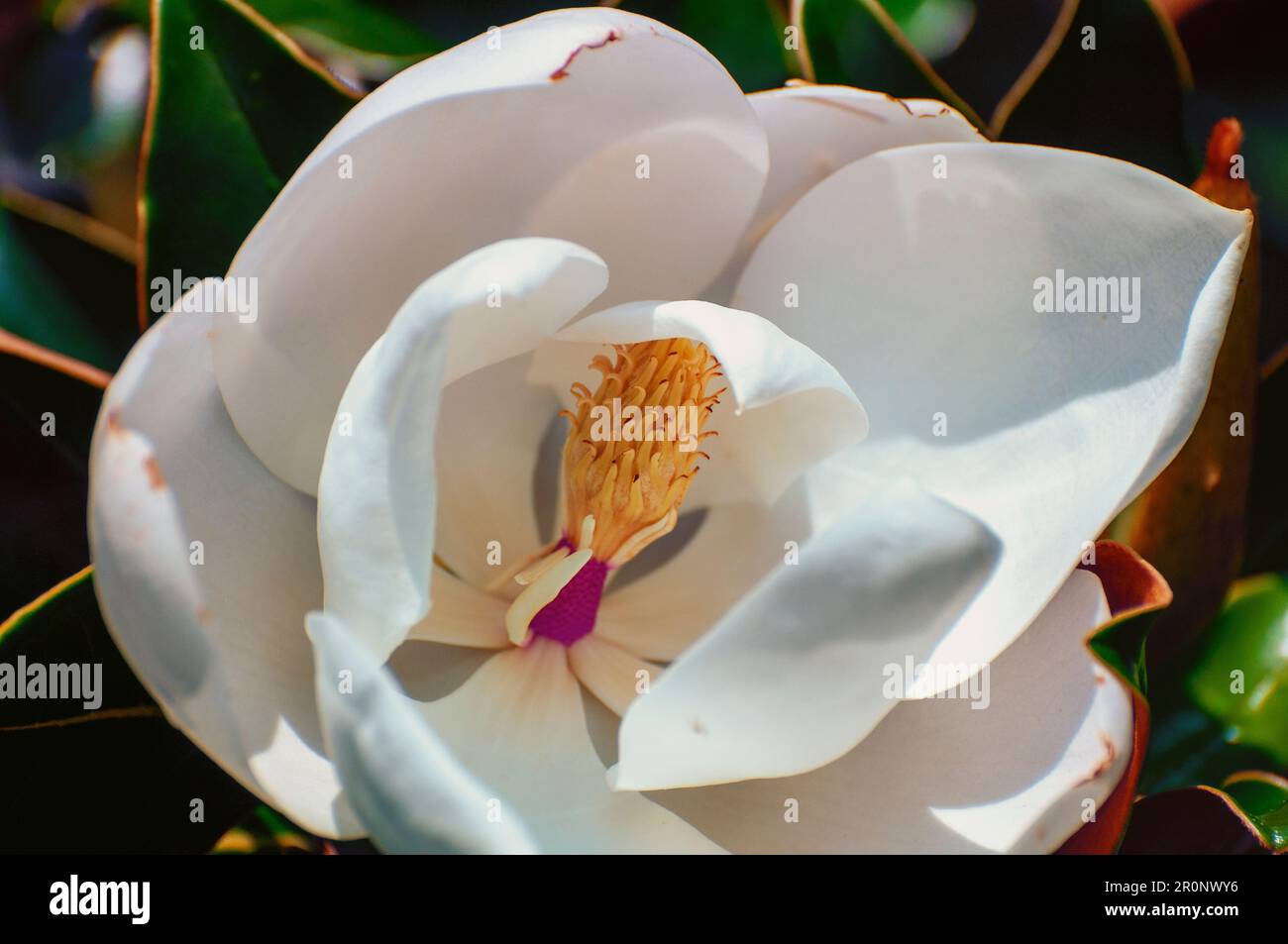 Les jardins exposés présentent une variété de couleurs. Banque D'Images