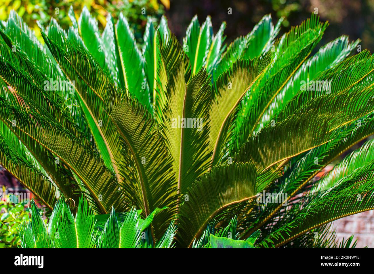 Les jardins exposés présentent une variété de couleurs. Banque D'Images