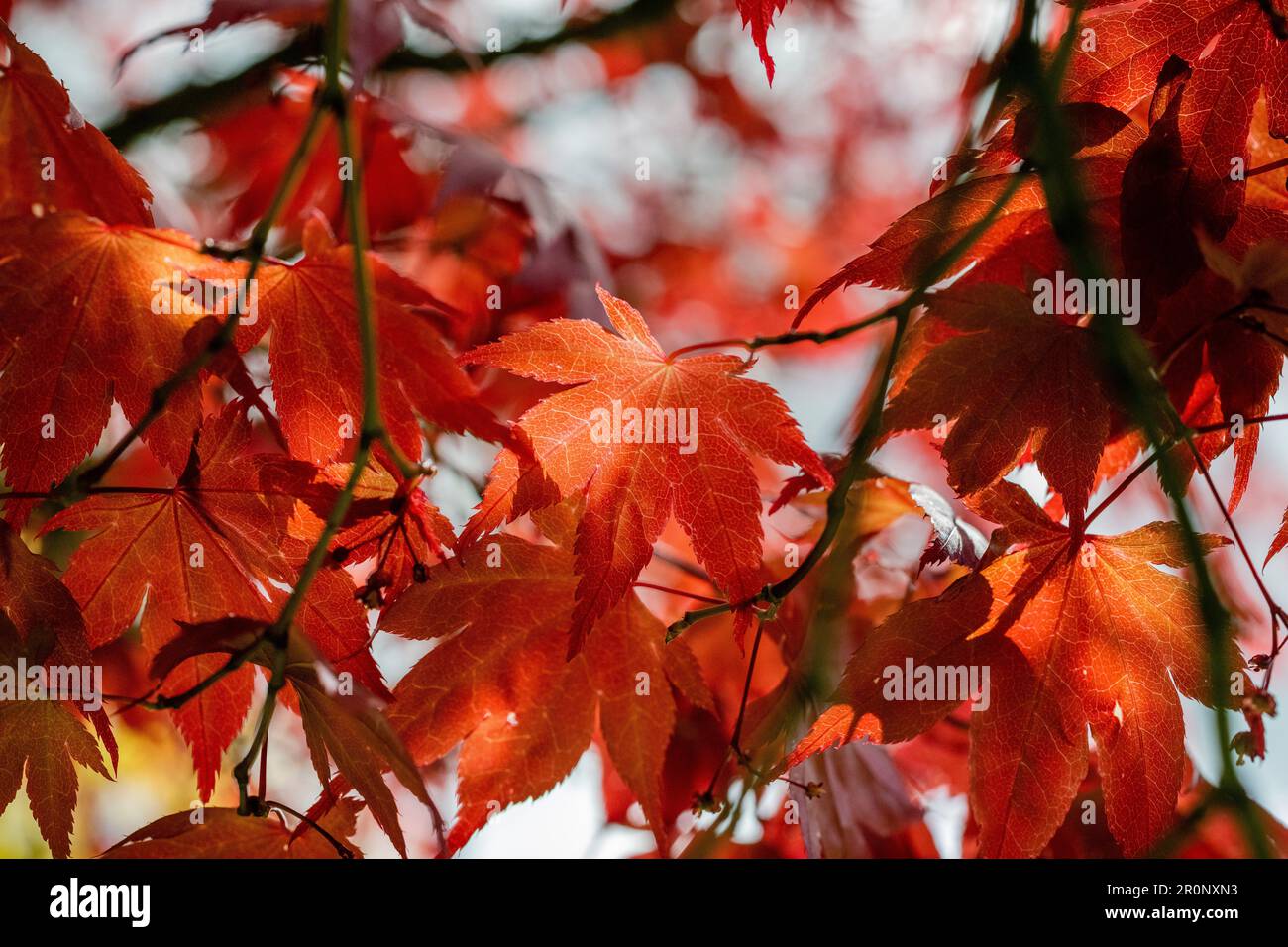 Le Liquidambar styraciflua plus communément appelé la gomme douce « Lane Roberts ». Les feuilles rouges de l'érable soufflant dans le vent Banque D'Images