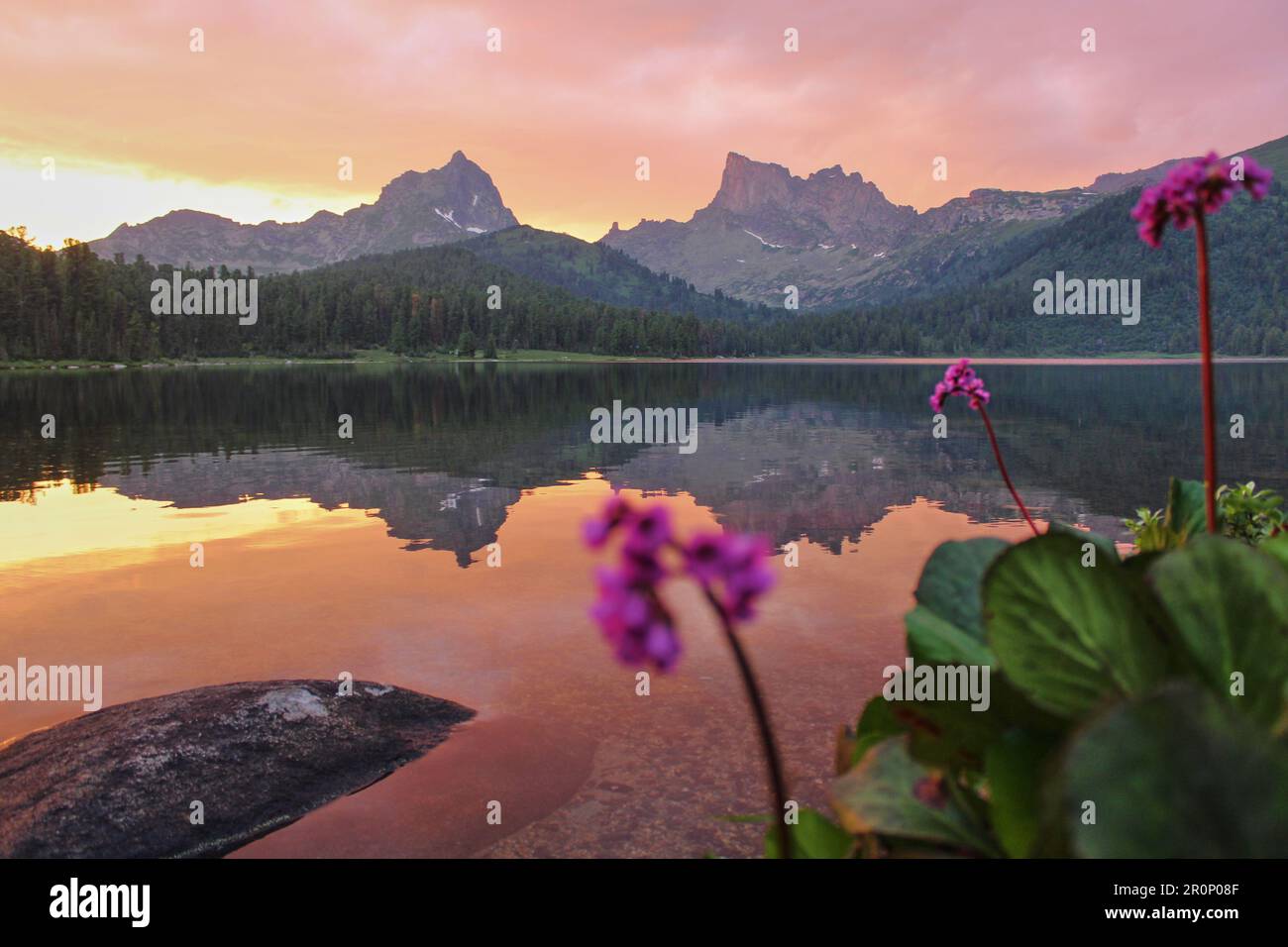 Magnifique paysage avec de hautes falaises et des pics pointus, des pierres et des fleurs sur un lac de montagne Shore, reflet, ciel rose et lumière du soleil jaune au coucher du soleil. Banque D'Images