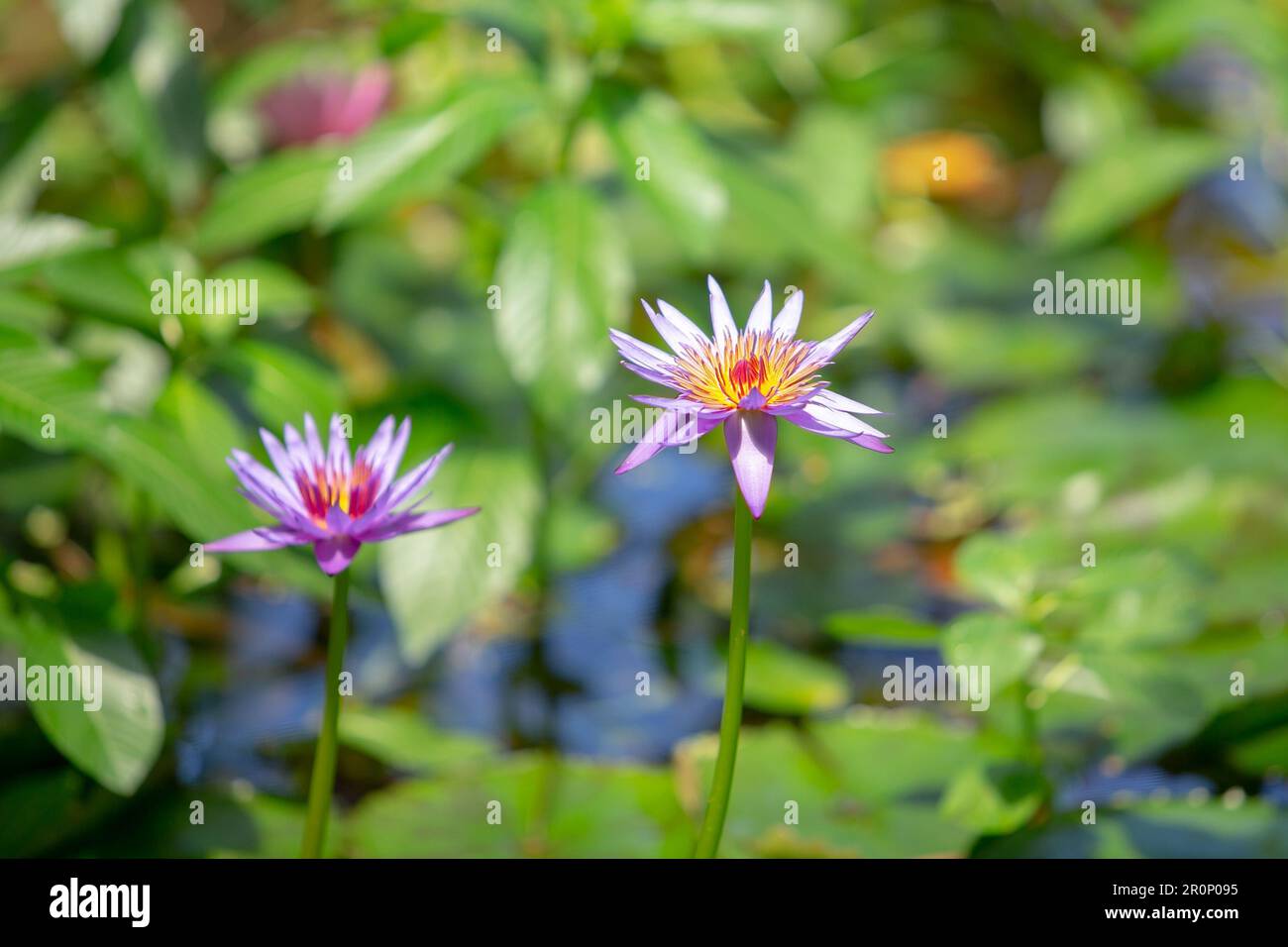 Une vue de quelques fleurs de lotus bleu égyptien étincelant au soleil. Banque D'Images