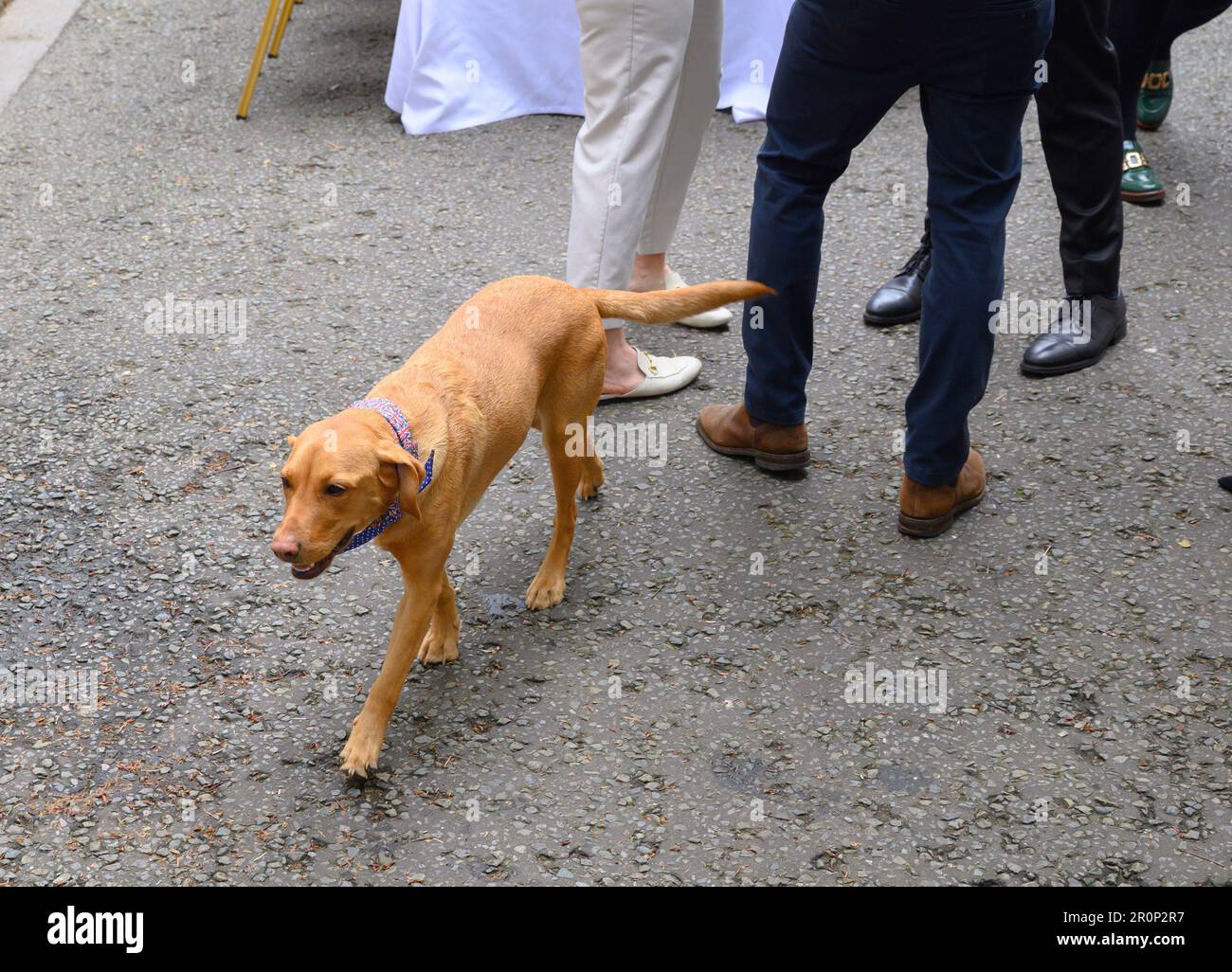 Nova - le chien de la famille du Premier ministre - au Coronation Big Lunch organisé par Rishi Sunak et sa femme Akshata Murty à Downing Street le 7 mai 2023 Banque D'Images