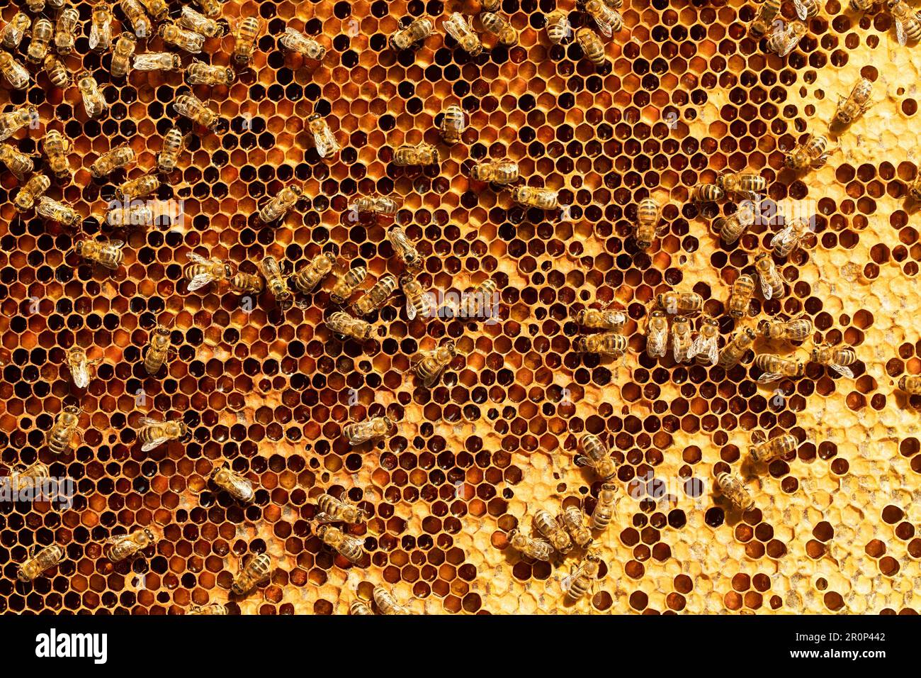 Ce cliché macro capture la structure complexe d'une colonie d'abeilles et son nid d'abeille. Les détails complexes de la ruche et des abeilles au travail sont en pleine discorde Banque D'Images