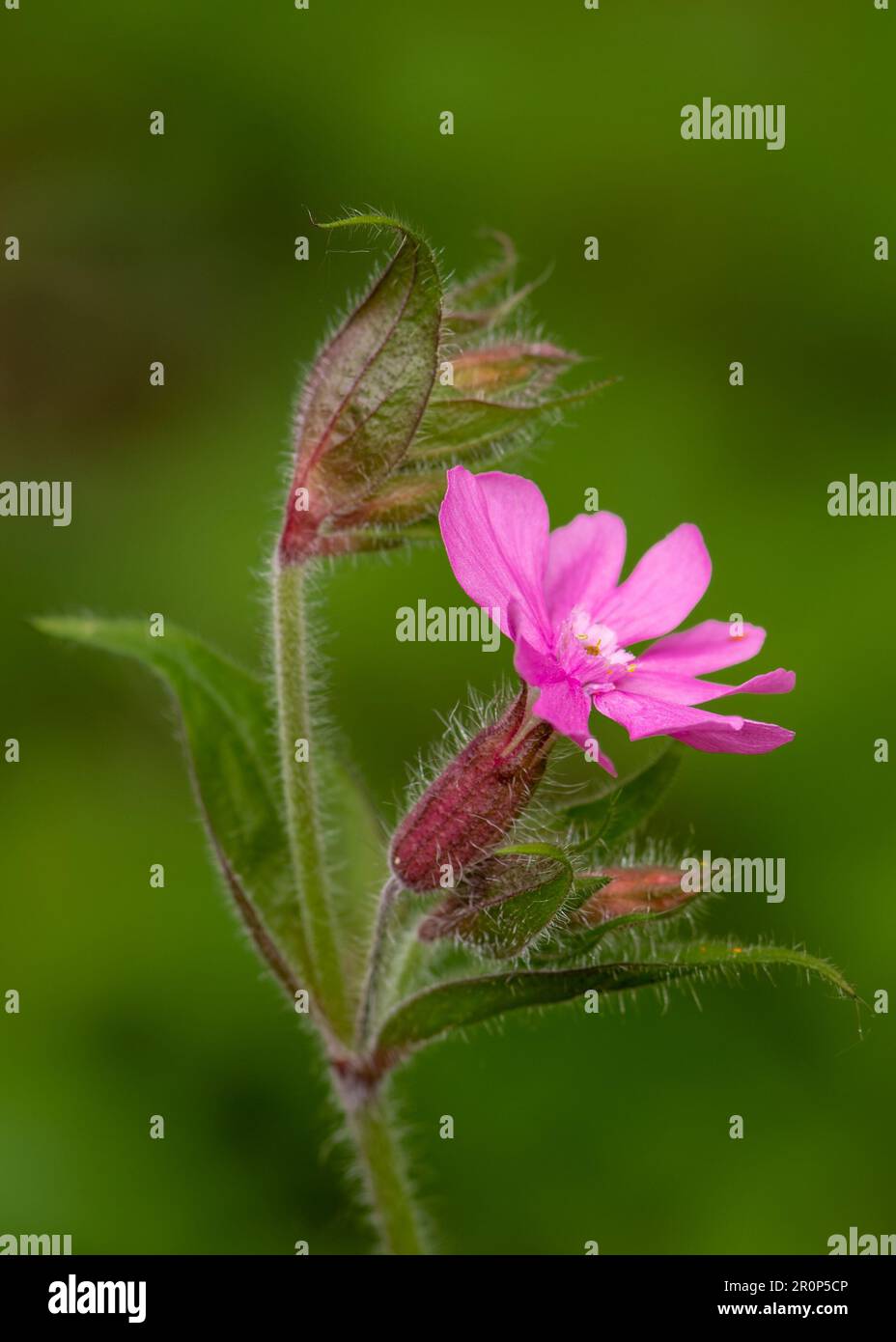 n Bloom plein: Le magnifique Red Campion Banque D'Images