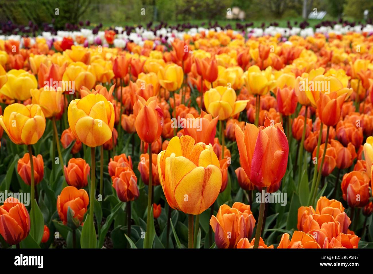 Un lit de tulipes orange, rouge et jaune florissantes de la princesse Irene, Aafke et Ballerina varietis. Fleurs magnifiques, concept printanier. Banque D'Images