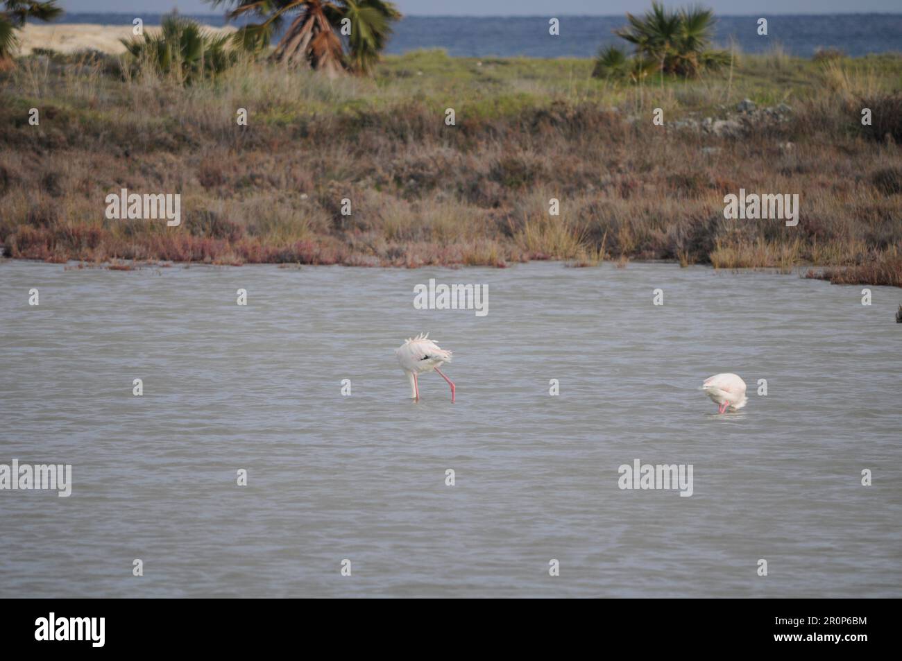 Le magnifique oiseau Flamingo dans l'environnement naturel de Lady's Mile Limassol Banque D'Images