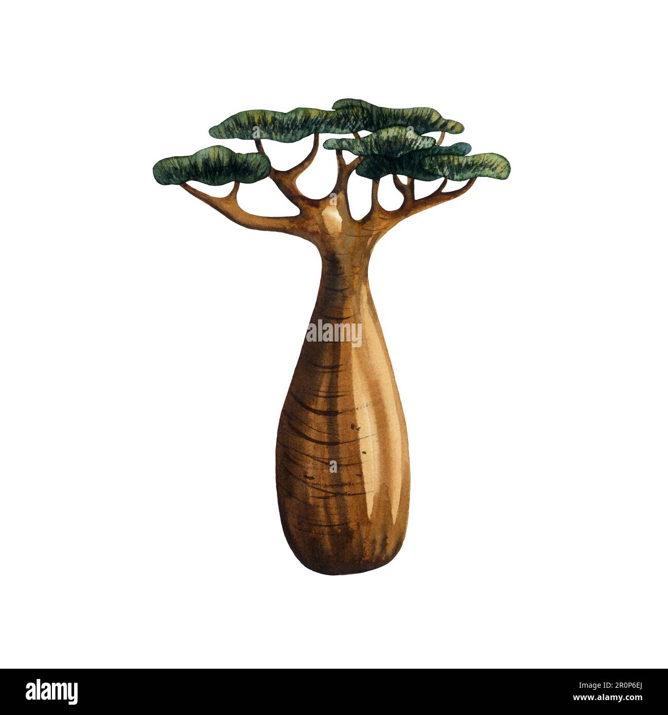 Baobab bouteille arbre aquarelle dessiné à la main isolé sur blanc Banque D'Images