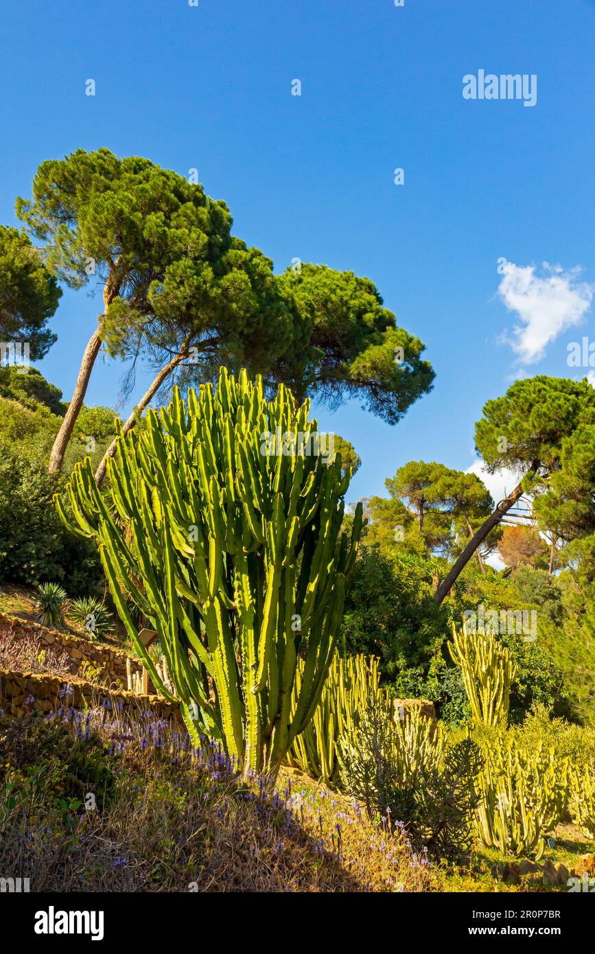 Arbres dans le jardin Botanico la Concepcion à Malaga Andalousie sud de l'Espagne un jardin de 19th siècles réalisé par Amalia Livermore et Jorge Loring Oyarazabal. Banque D'Images